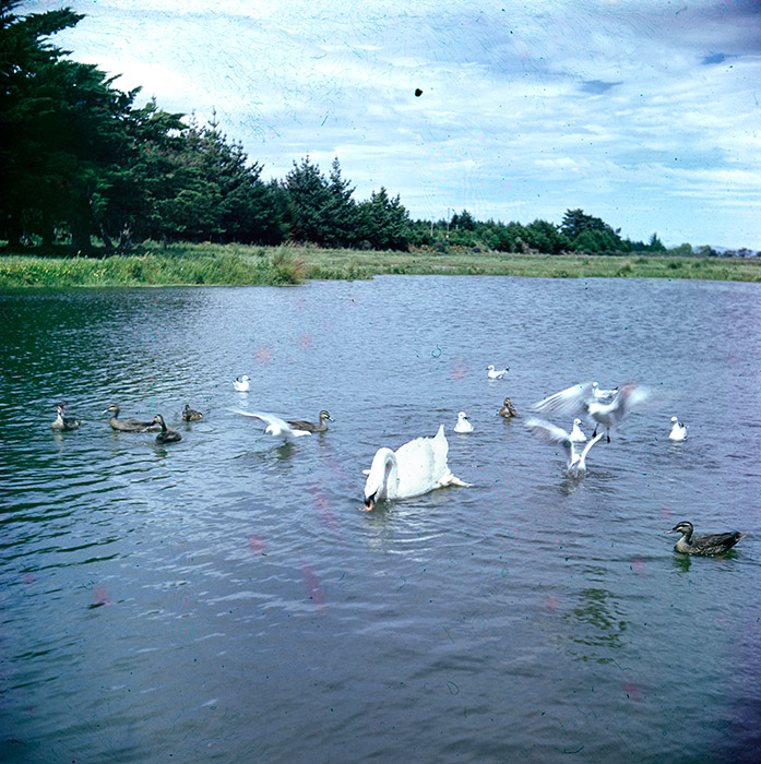 37 - A8 - Waikuku.jpg - 37 - Waikuku